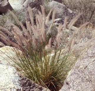 Fountain Grass (Pennisetum