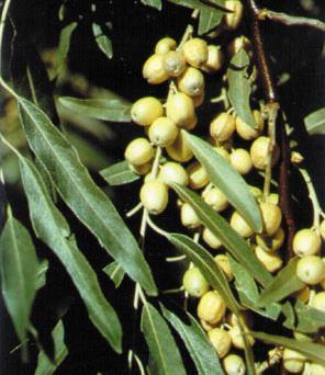 striatus) Fabaceae Family