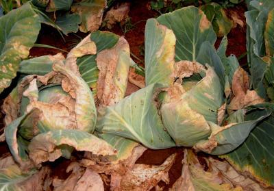 + 2013: Amendments influence black rot severity & cabbage yield