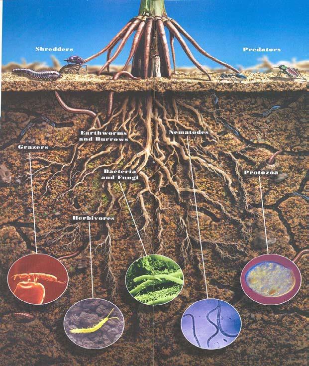 + Soil biological properties The soil s livestock Regulate key soil processes: - influence soil