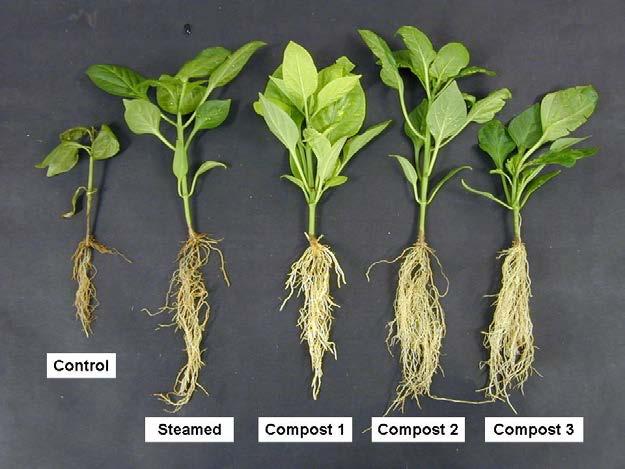 Provide soil organic matter Have suppressed pests: - soil-borne