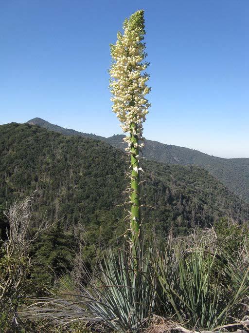 YUCCA WHIPPLEI/OUR LORD S CANDLE OR CHAPARRAL YUCCA Size: