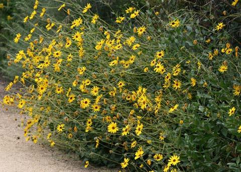 ENCELIA CALIFORNICA/COAST SUNFLOWER Size: between 3 tall; 5 wide Flowers:spring/fall yellow flowers; season will