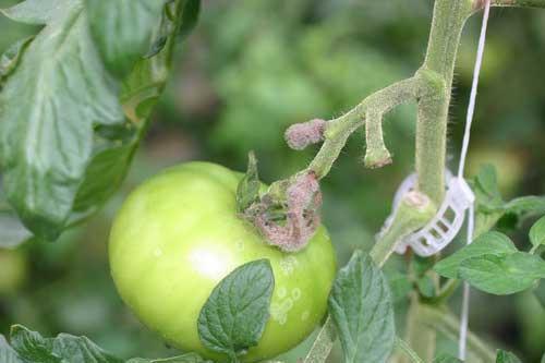 important in outdoor crops such as herbaceous perennials. As the common name implies, symptoms appear as galls of various sizes (up to ¼ diameter) on the roots.
