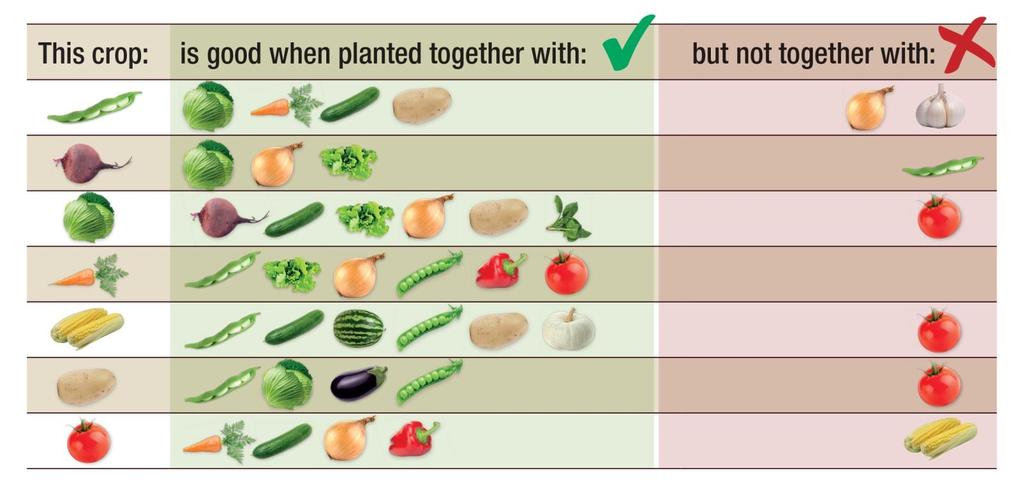 1. d. Companion planting for intercropping Good pairing: produces higher yields and plants have a better resistance against