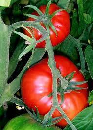 TIPS FOR GROWING GREAT FALL TOMATOS from the LSUAgCenter website-homegardening Choose a heat tolerant variety: Sun Master, Solar Set, Heat Wave II, Sun Chaser, Sun Leaper, Solar Fire, Phoenix, BHN216