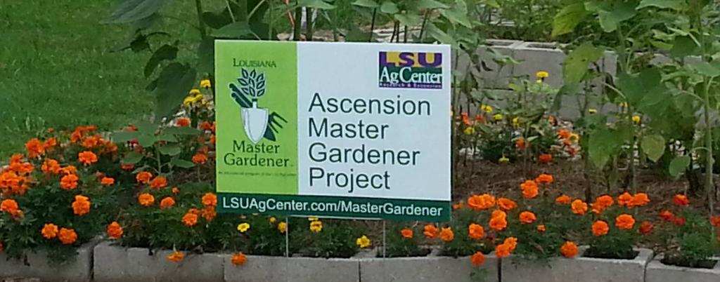 Not only are tracking hours part of the AMG membership requirements (40 hours year one and 20 hours thereafter) but the hours are also used by the LSUAgCenter to obtain grants that help support the