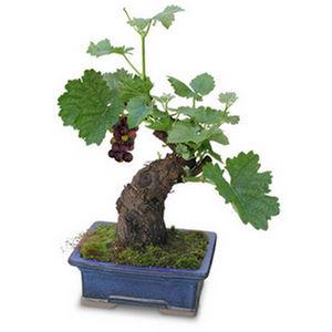 Bonsai from your backyard Grape - Vitis General information: They grow very quickly, even in bonsai pots so styling is a bit of problem, but they are quite striking with clusters of edible berries on