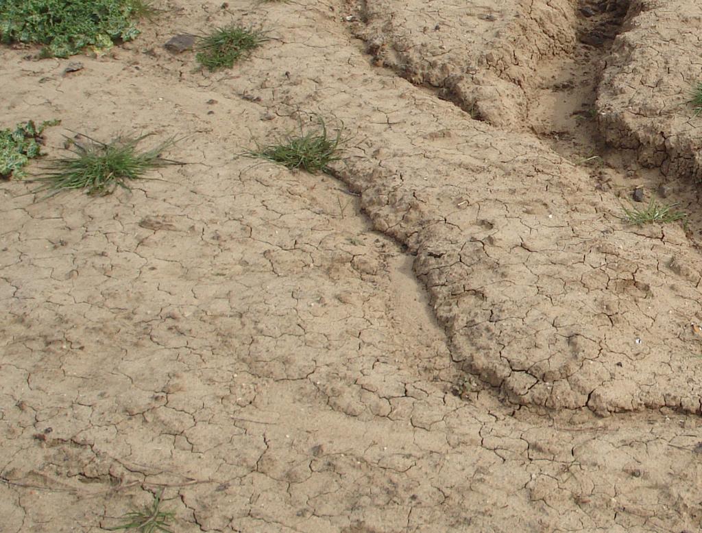 Erosion on a dam bank Salinity Soil salinity is the accumulation of salts in a soil profile such that it limits plant growth.