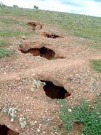 Tunnel Erosion or Soil Piping http://www.soilsurvey.com.au/images/tunnel_errosion1.