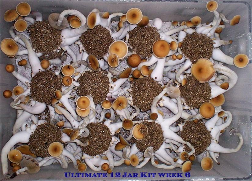 Additional Tips and Advice It may take a few days to regulate the settings to obtain optimal fruiting and incubating temps and humidity levels.