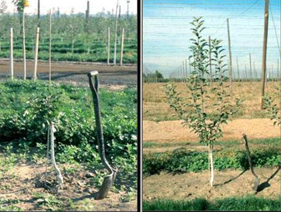 fruits Tree fruit decline = fruit trees establish well then growth & production