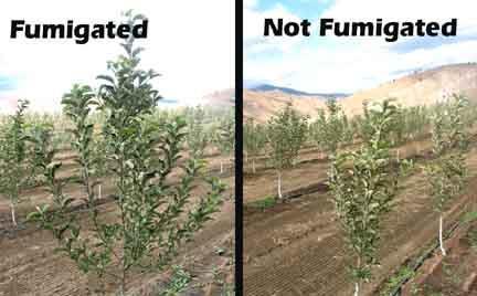 planted) Same disease just different timing Replant/decline is not a specific