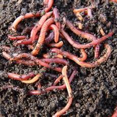 Vermicomposting Using worms in your composting method (vermiculture) tends to speed up the process of turning organic waste into useable material for your growing medium, and generally makes for a