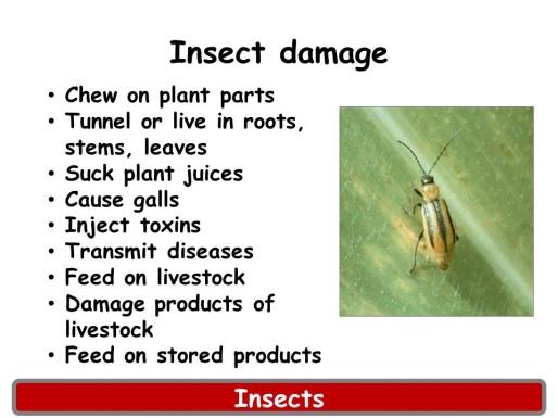 Having knowledge of the pests we deal with can help with devising their control. Let s start with insects.