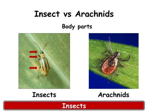 Insects cause damage to our crops and ornamental plants in a variety of ways.