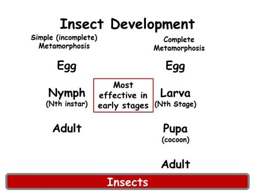 Leafhoppers, aphids, plant bugs and grasshoppers go through simple or incomplete metamorphosis. The young look and act the same as the adults. Hence control measures are often the same for each stage.