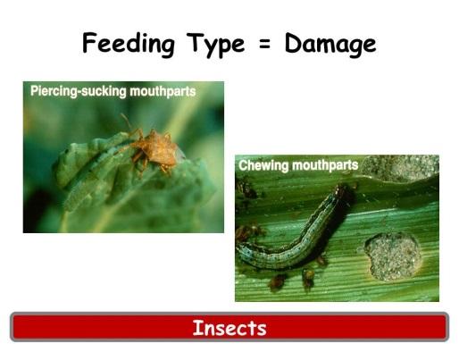 Feeding Type = Damage: The type of mouth parts an insect has will determine the type of injury we see. Insects with chewing parts produce notches and holes in the plant.