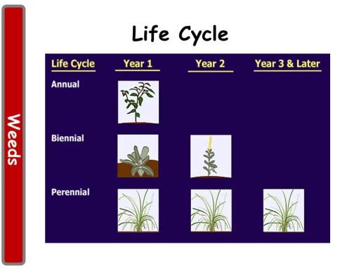 In Wisconsin the weeds lambsquarter, velvetleaf, and giant ragweed name but a few of the weeds we deal with. 10 of 00 11 of 00 Life Cycles: Plants and thus weeds have three main types of life cycles.