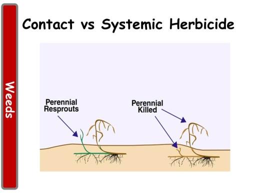 Contact vs Systemic Herbicide: Perennials can be difficult to control because they have underground structures that store reserves and can become new plants.