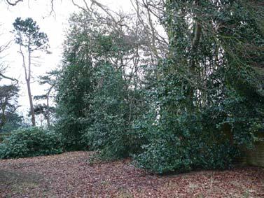 - Hollies: the most extensive range of mature shrubs, the majority being of the smooth-leaved, altaclarensis type or variegated cultivars.