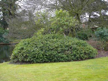 An historical photograph also shows mature Hollies in the central part of the garden clipped as domes.