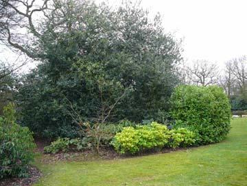 - Planting space is limited due to the extensive canopies of the mature trees.