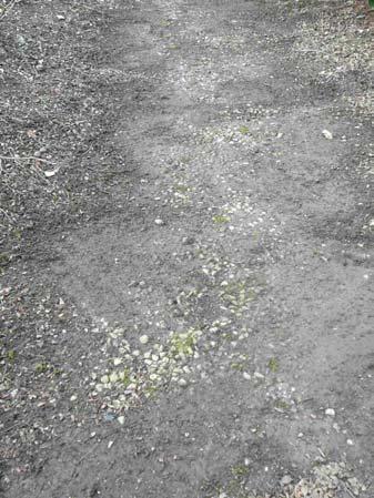 - Bound gravel paths: small white chippings embedded in compacted earth. Appeared to be the Victorian/Edwardian surface, since no other top-dressing material was excavated.