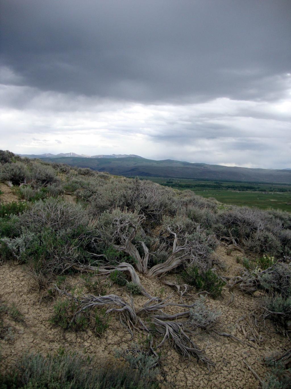 Existing Conditions Current ecosystems tend to have decadent big sagebrush with cheatgrass understories Overgrazing, invasion by non-native annual grasses, energy development,
