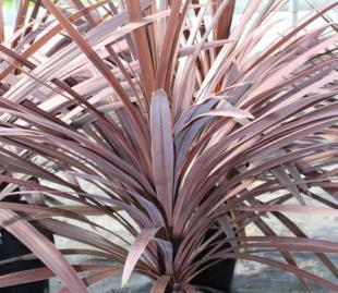 CORDYLINE Red Star Great height and