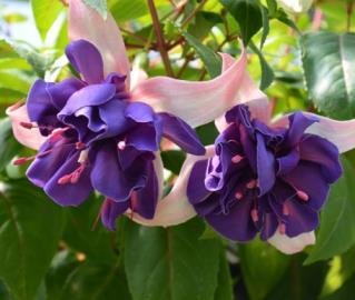 FUCHSIA Blue Eyes Perfect for hanging 