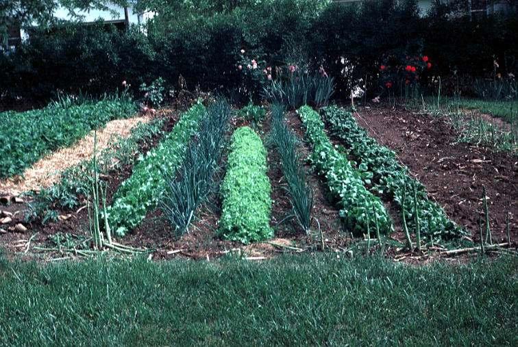 VEGETABLES Rotation of Vegetable Crops Rotating vegetable crops is a standard way of helping prevent disease from being carried over from one year to the next.
