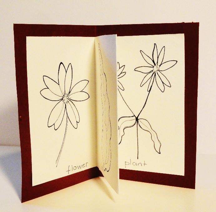 Images: variations of small books depicting Woodland Sunflower (Helianthus