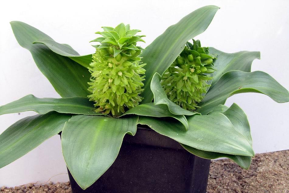 We have to grow the strangely scented Eucomis autumnalis subsp. amaryllidifolia in a pot as it is not long term hardy in our garden.