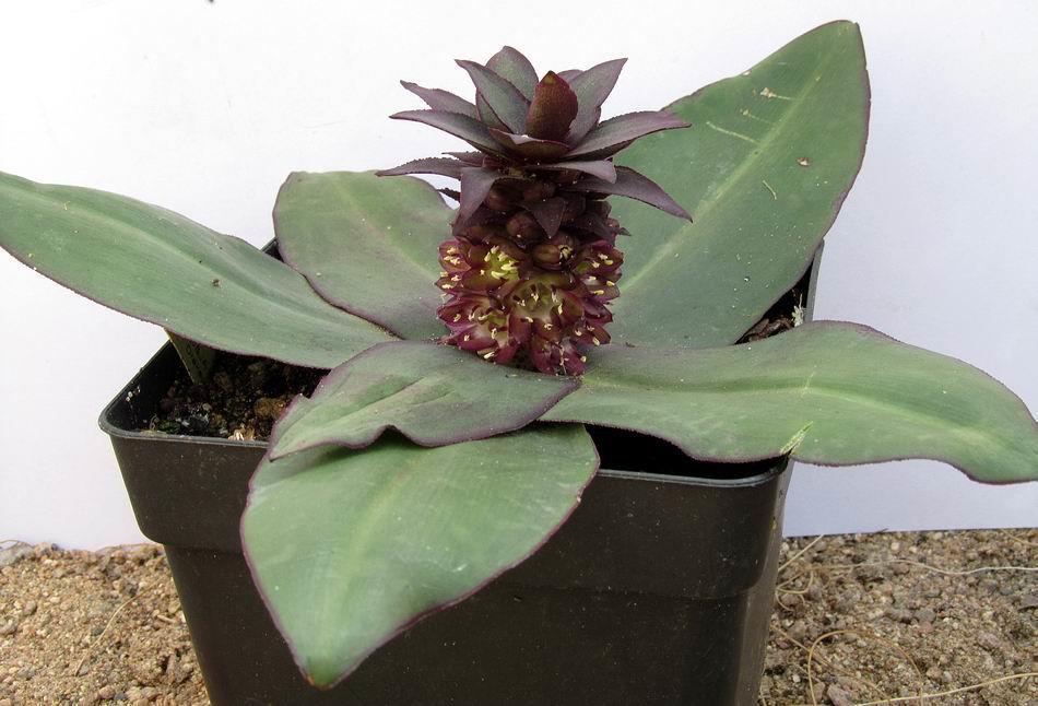 We have only this single plant of Eucomis schijffii so it too remains in a pot.