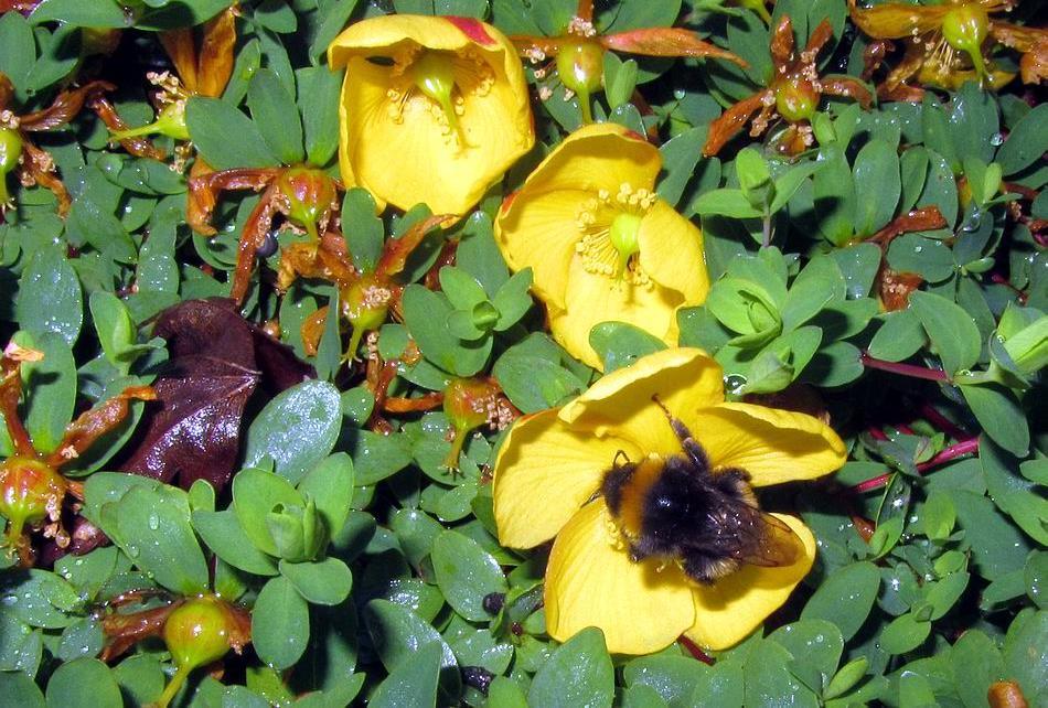 Other Hypericum species have established in the centre along with