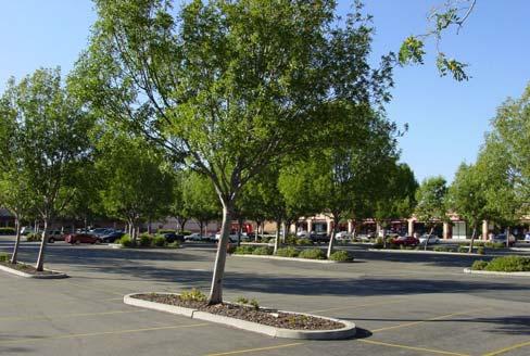 1 All parking areas shall provide interior landscaping for shade and aesthetic enhancement. 7.1.2 Parking lots shall be landscaped with broad branching