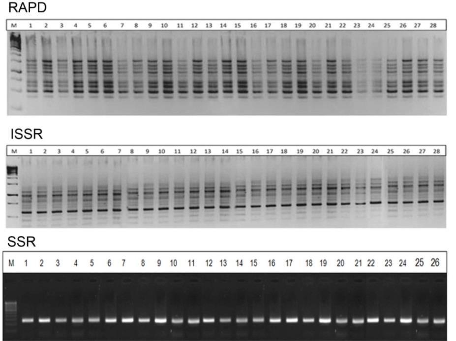 3: Uniformity in the DNA banding pattern of tissue culture raised Date