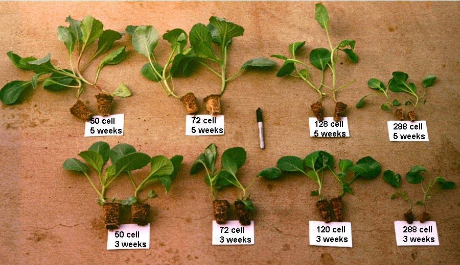 Growing Time and Cell Size Impact Transplants: Growing Container on Cabbage Transplants Appropriate size is