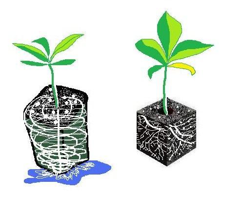 Transplants: Soil Blocks A new old idea that mimics garden soil Plastic pots reduce air flow and cause rootbound