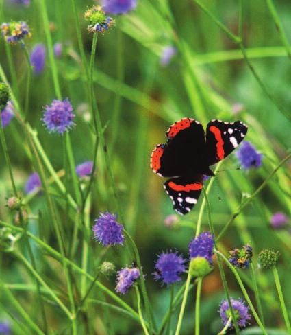 They kill butterflies, moths and many other pollinating insects, as well as ladybirds, ground beetles and spiders the natural enemies of your garden pests.