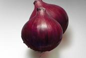 Onion Production