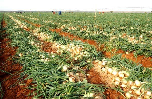Harvest and Handling Curing Allow natural dormancy to develop and to dry onion sufficiently A properly cured onion will have a dry shrunken