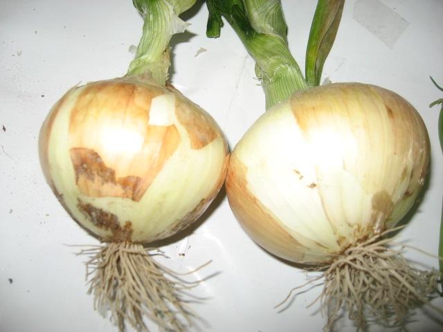 Cultivars For Afghanistan, short day Onion varieties are recommended Onions varieties planted in ER OP