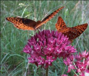 Butterflies) Wild Leek (with Giant Swallowtail butterfly) Purple Milkweed (with Fritillary