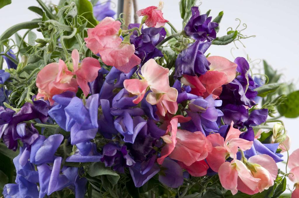 NEW Sweet Pea Bubbles Lathryus odorata FAST FACTS: Position: Full sun. Flowers: 12-16 weeks from planting Height: 75-90cm with a trellis Spacing: 25-30cm apart.