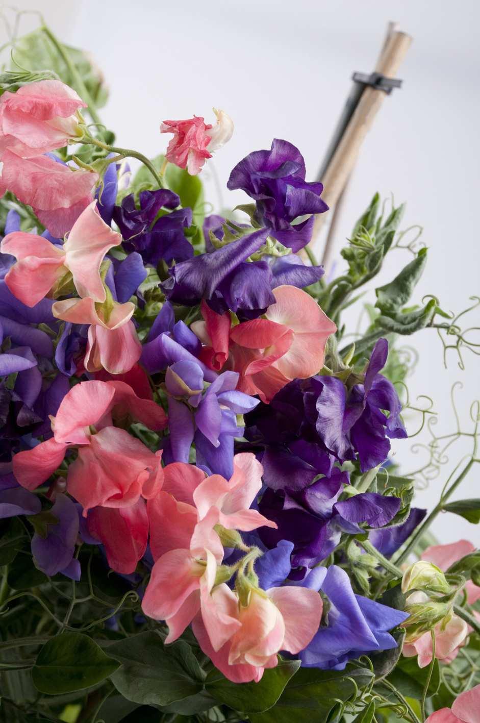 NEW Sweet Pea Bubbles When Sweet Pea Bubbles is trained up a trellis it will reach a manageable 75-90cm in height ideal for balconies, patios and other small space gardens.