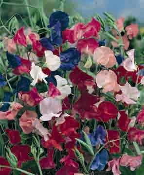 This is a sweet pea that needs no support. A colourful addition to garden borders and beds. The dainty flowers can be cut for indoor display.