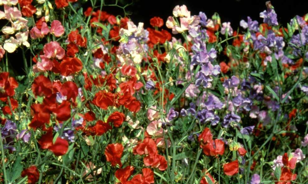 Sweet Pea Bijou SWEET PEA COLOURCADE Sweet Pea Colourcade is an early flowering variety, and is characterised by its large flowers, strong perfume and climbing ability.