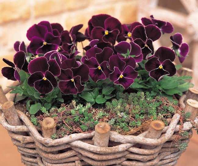 NEW Pansy Purple Lace Viola wittrockiana F1 FAST FACTS: Position: Full sun to part shade Flowers: 6-8 weeks approx. after planting Height: 15-20cm Spacing: 15-20cm apart.